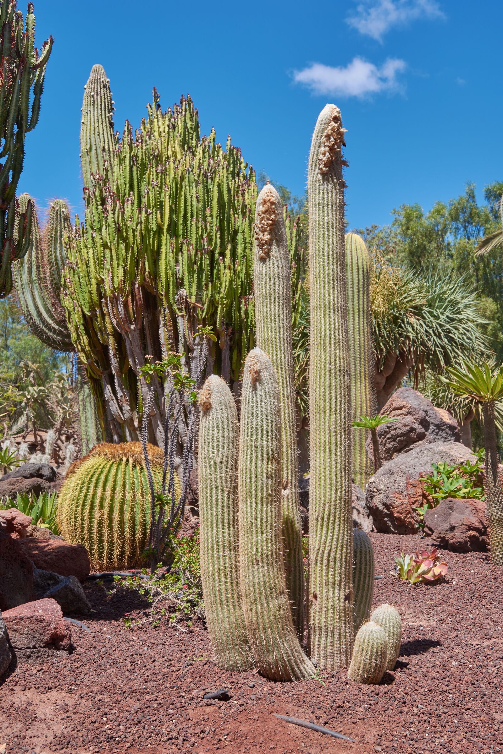 Nikon D7200 sample photo. Cactus, sky, wölken photography
