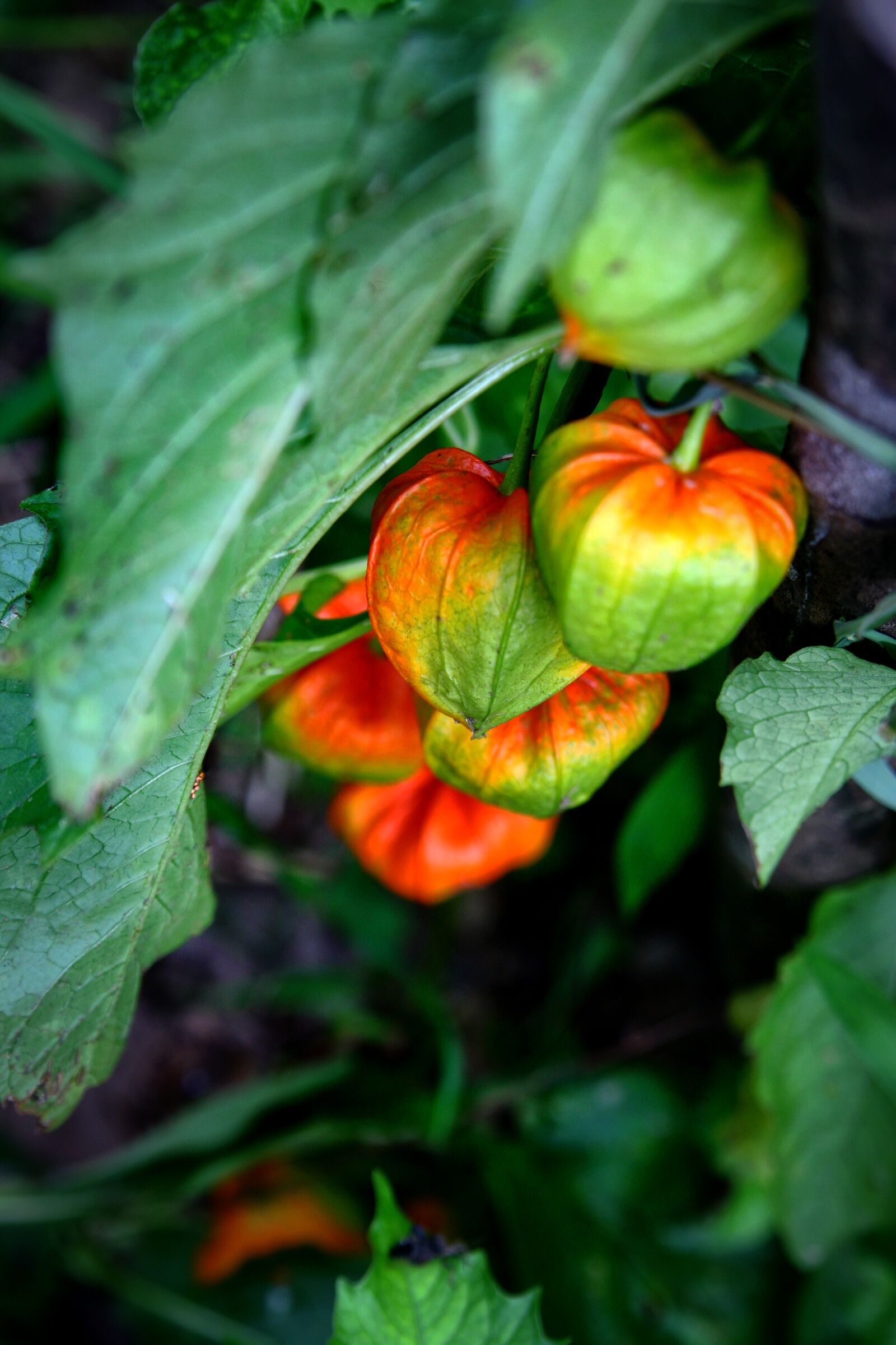 Canon EOS 40D sample photo. Kkokkal, flowers, nature photography