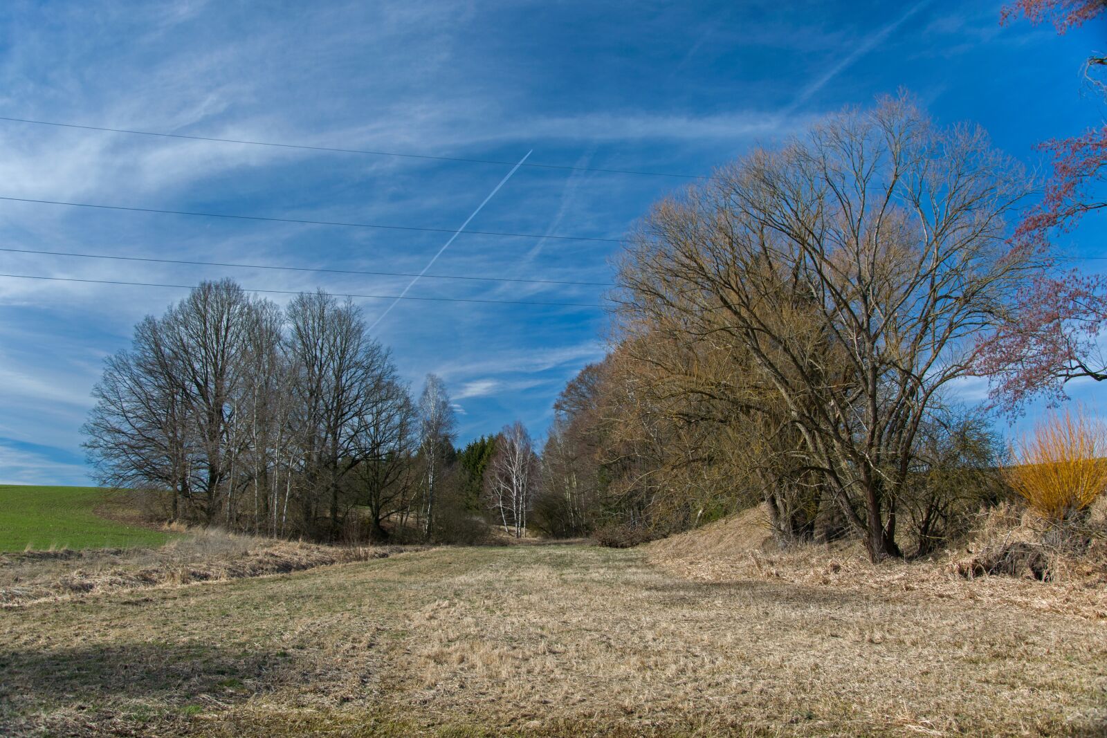 Nikon D5300 sample photo. Tree, trees, landscape photography