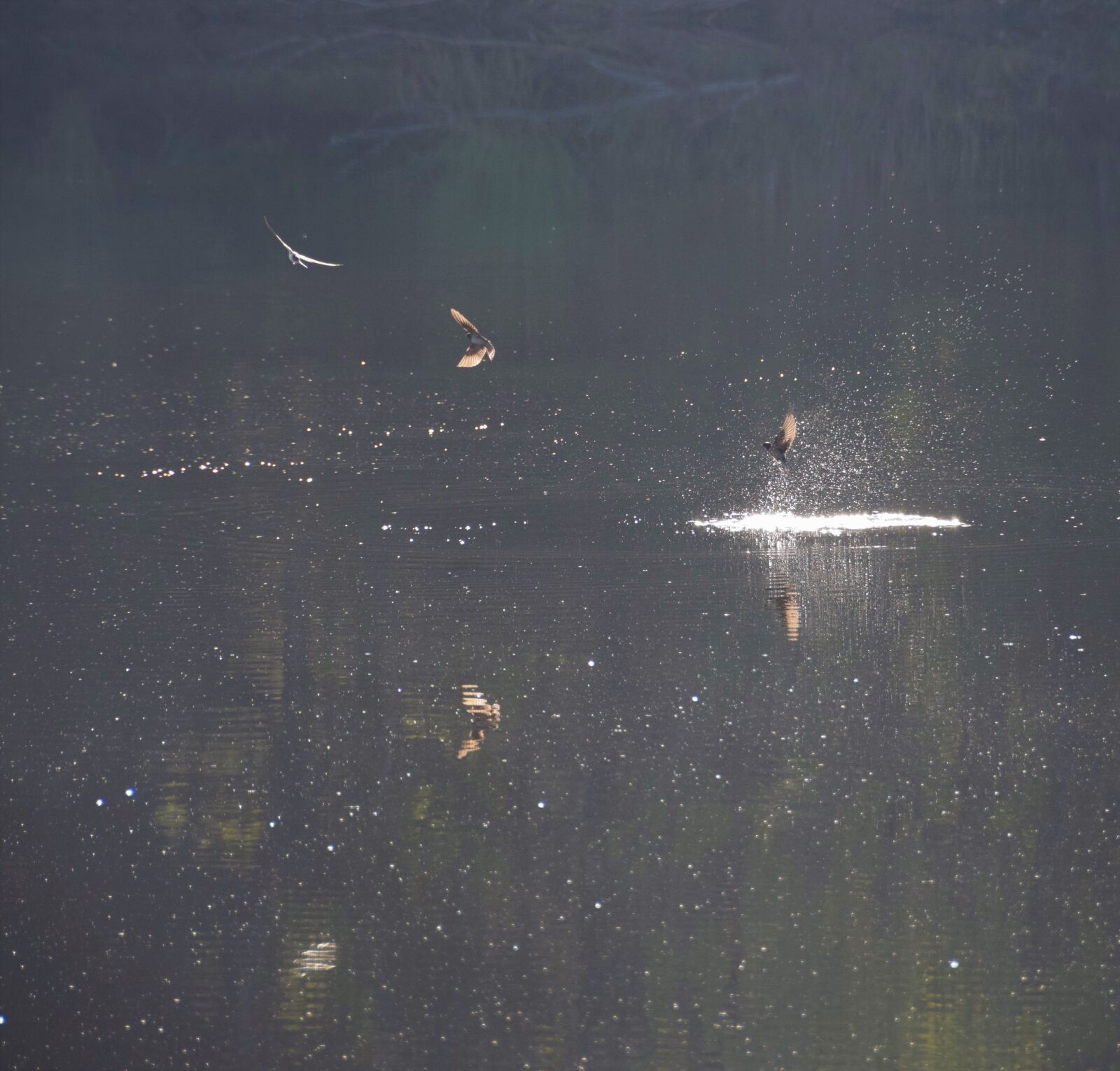 Nikon D5300 sample photo. Nature, birds, lake photography