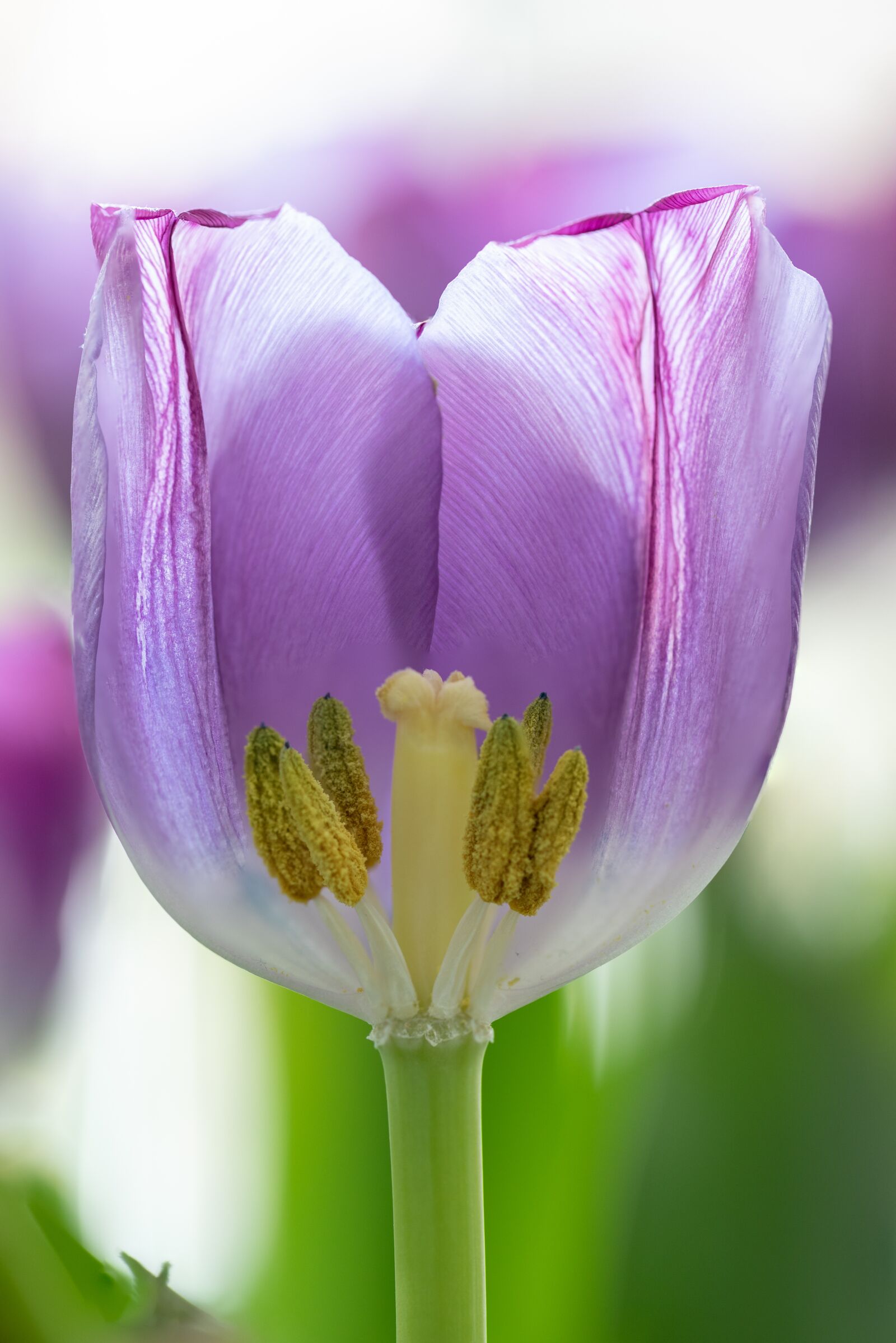 Canon EOS 5D Mark IV + Canon EF 100mm F2.8L Macro IS USM sample photo. Tulip, netherlands, tulips photography