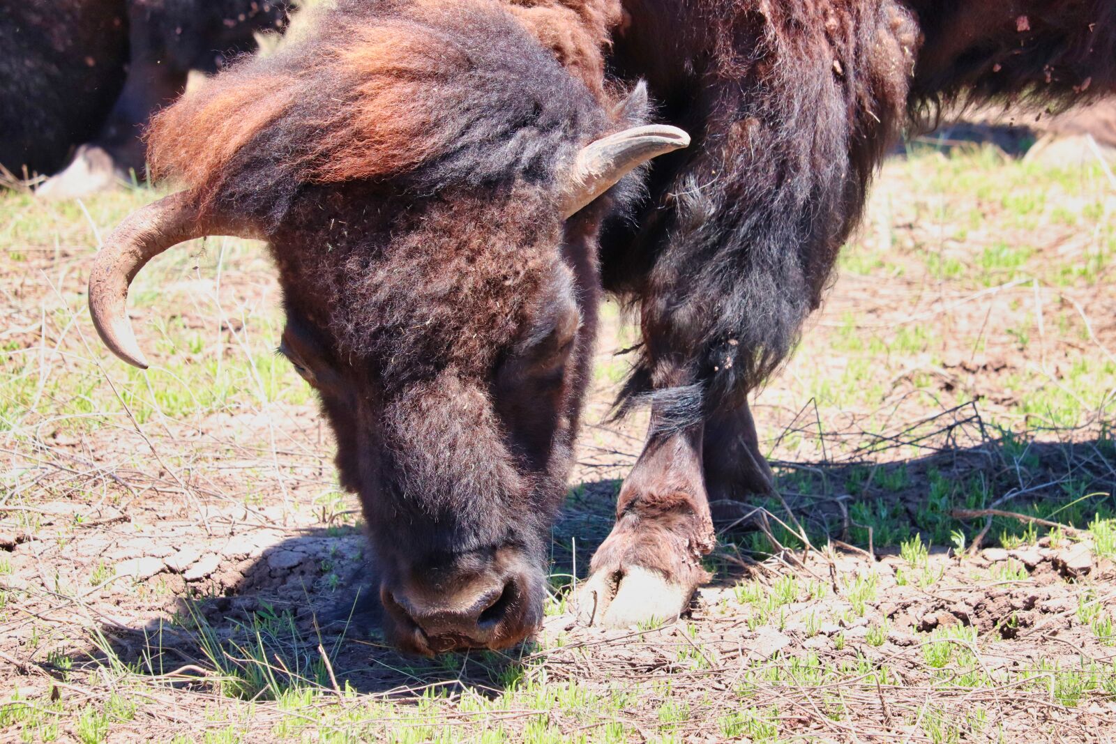 Canon EOS 200D (EOS Rebel SL2 / EOS Kiss X9) sample photo. Bison, grass, buffalo photography