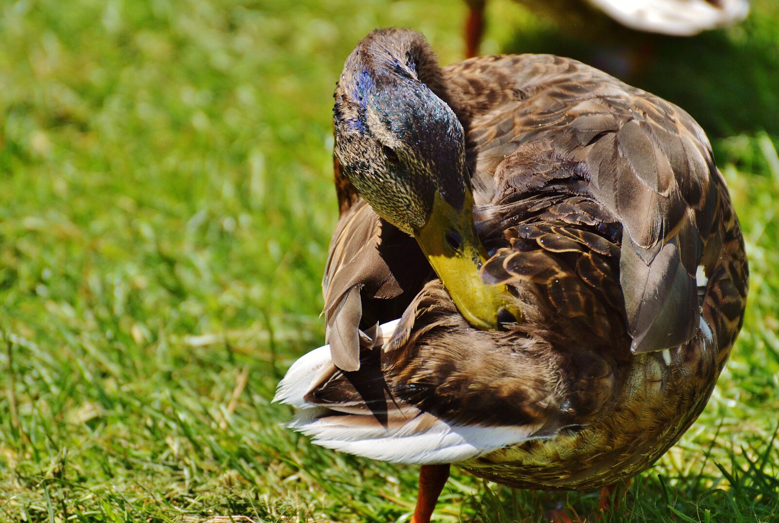 Nikon D3200 sample photo. Duck, water bird, poultry photography