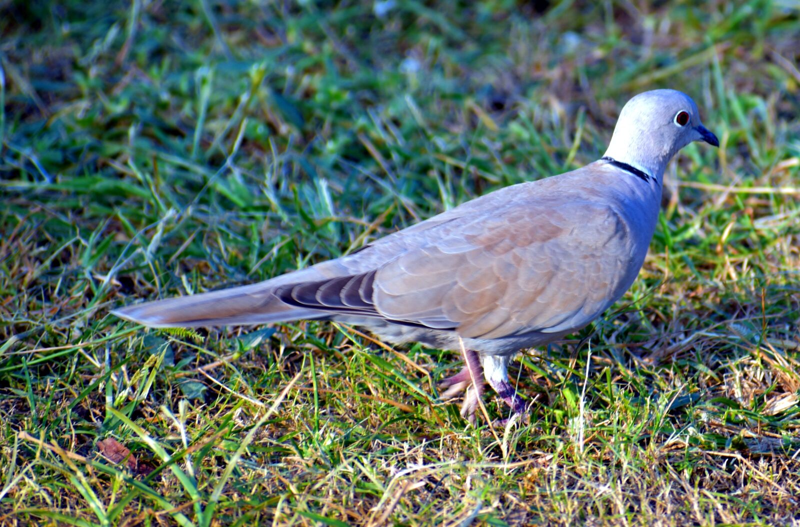 Nikon D5600 sample photo. Indian dove, bird, sitting photography