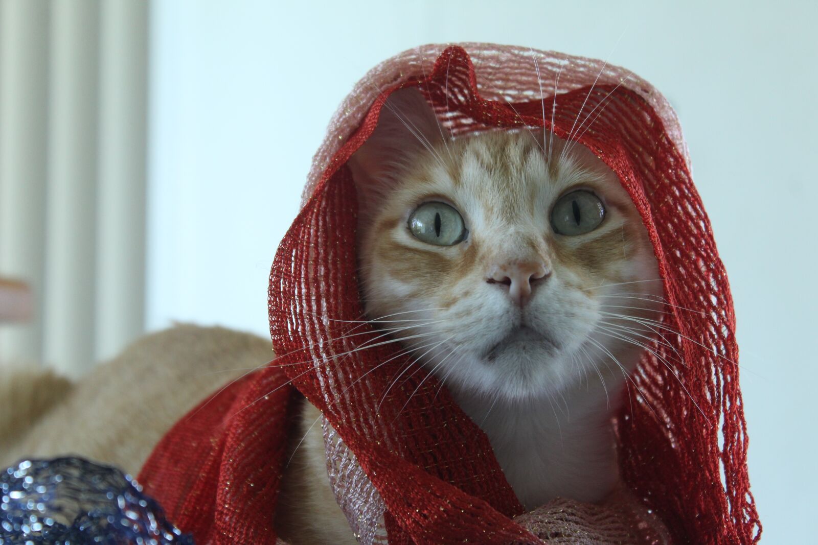 Canon EOS 1300D (EOS Rebel T6 / EOS Kiss X80) sample photo. Kitten, feline, cute photography