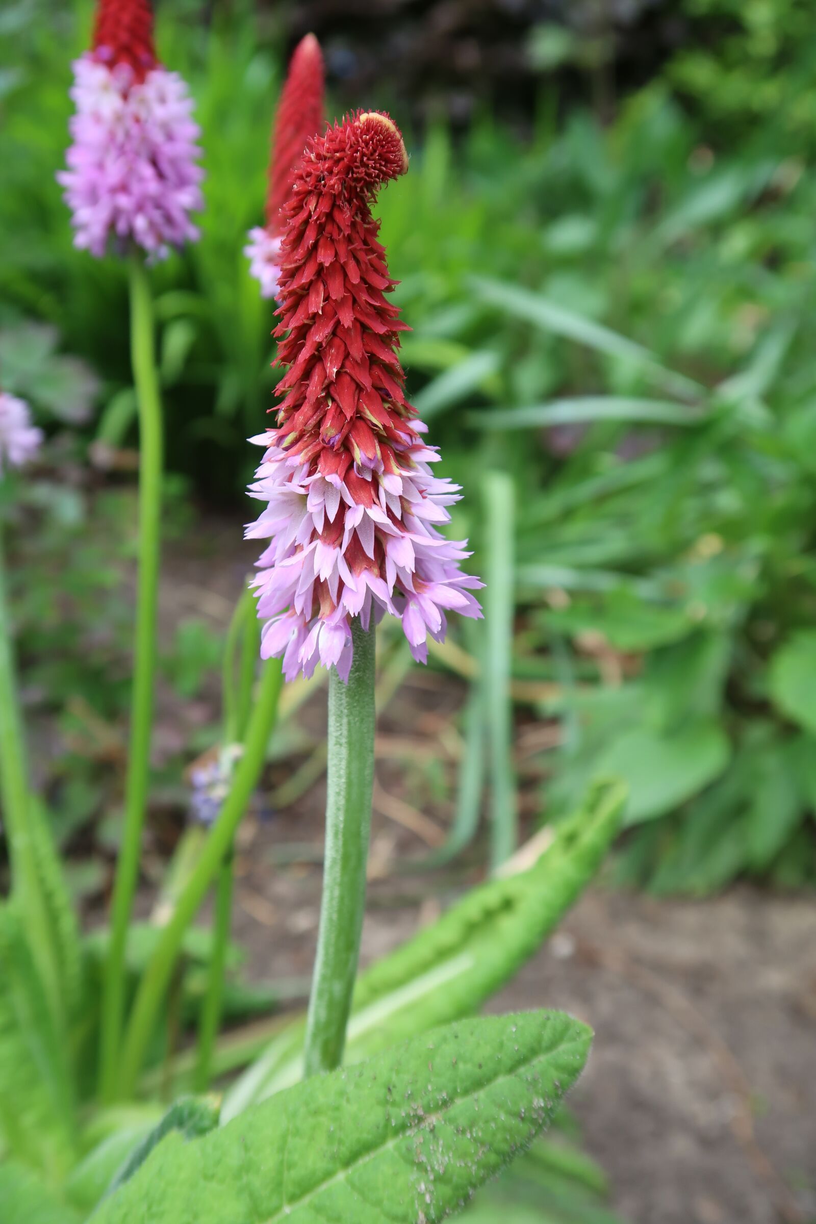 Canon PowerShot G7 X Mark II sample photo. Plume, flower, nature photography