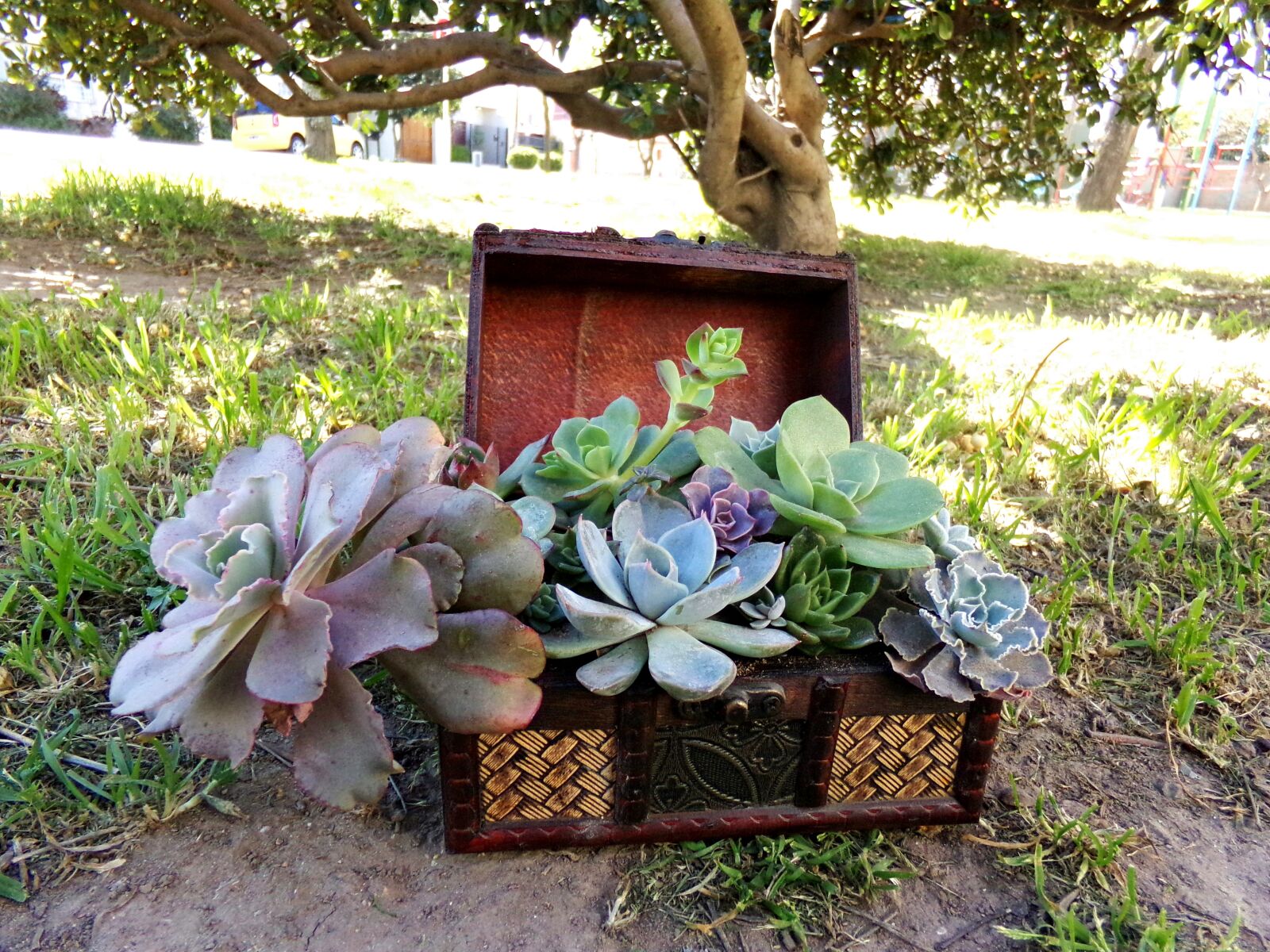 Kodak PIXPRO AZ251 sample photo. Plantas, crasas, suculentas photography