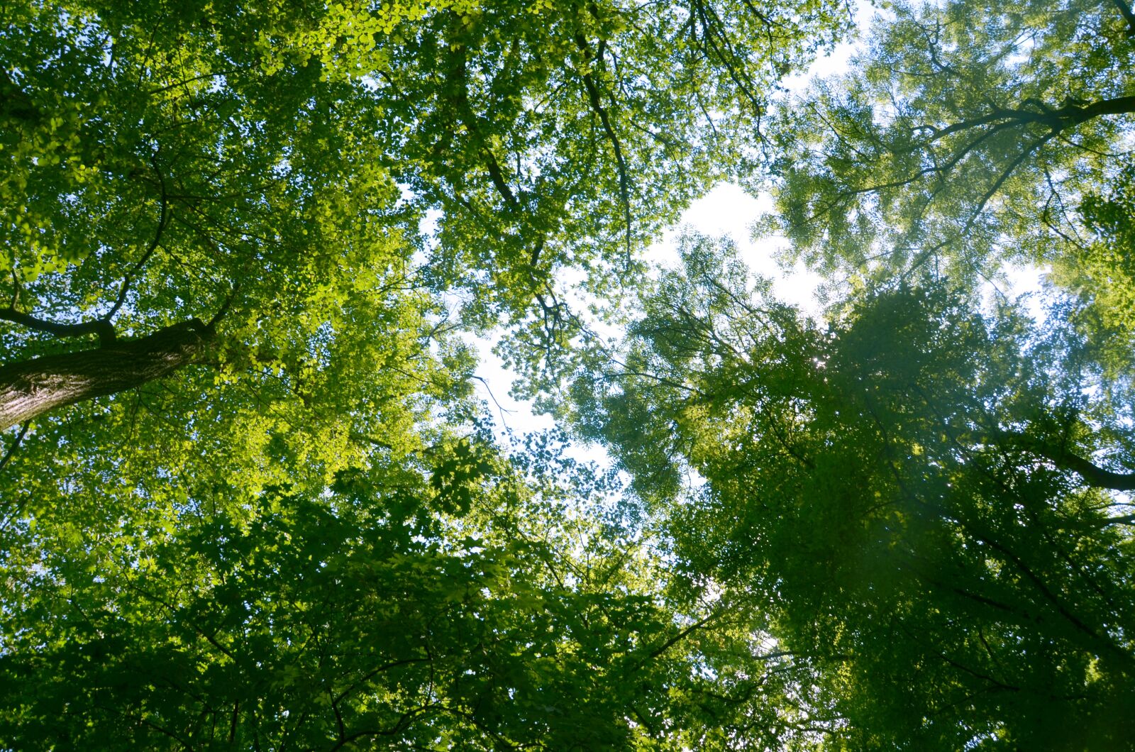 Nikon D5100 sample photo. Trees, branches, view photography