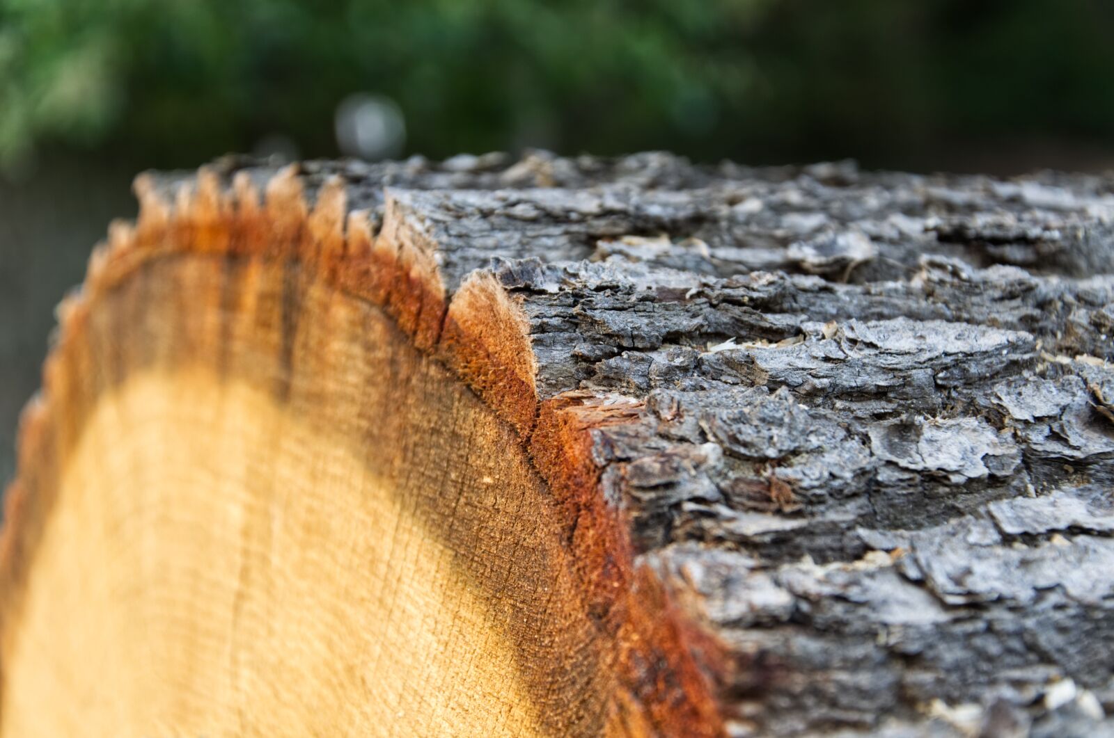 Nikon D5100 sample photo. Wood, log, tree photography