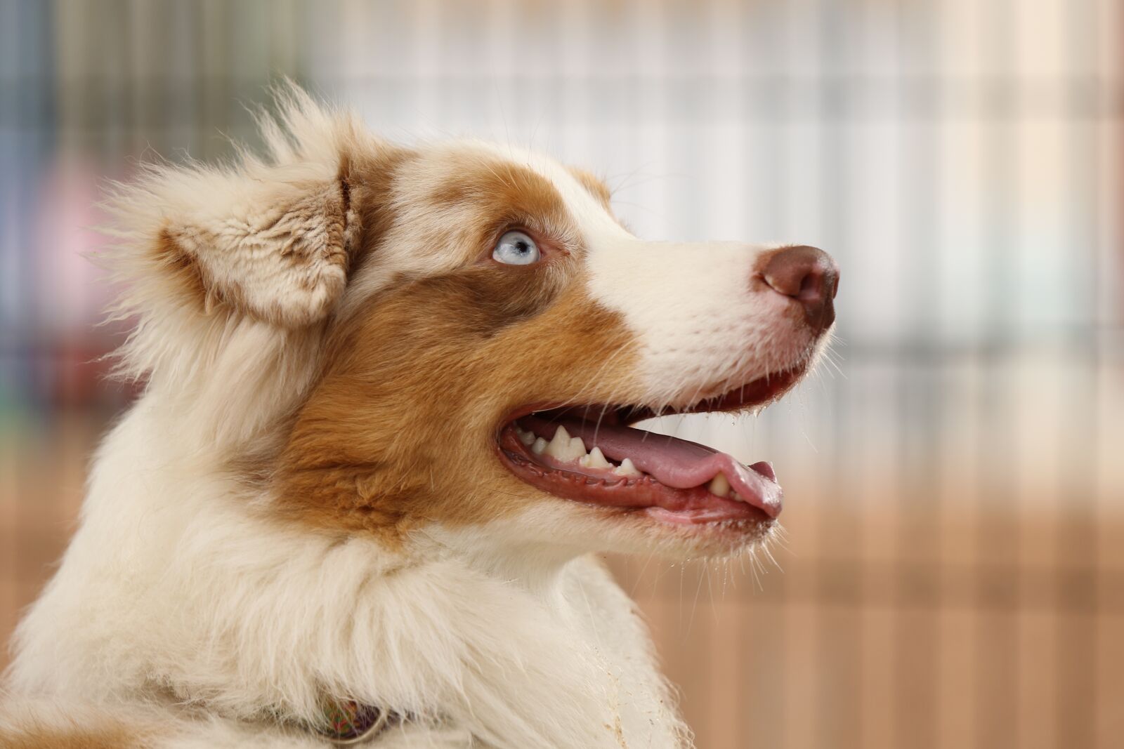 Canon EOS 7D Mark II sample photo. Dog, breed, australian shepherd photography