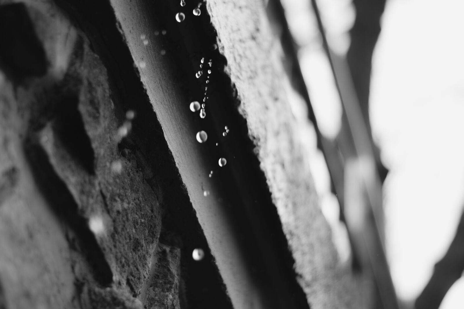 Nikon D5300 sample photo. Drop, water, wet photography