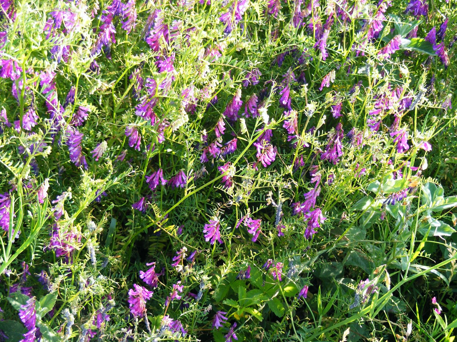 Fujifilm FinePix S5700 S700 sample photo. Floral, plants, natural photography