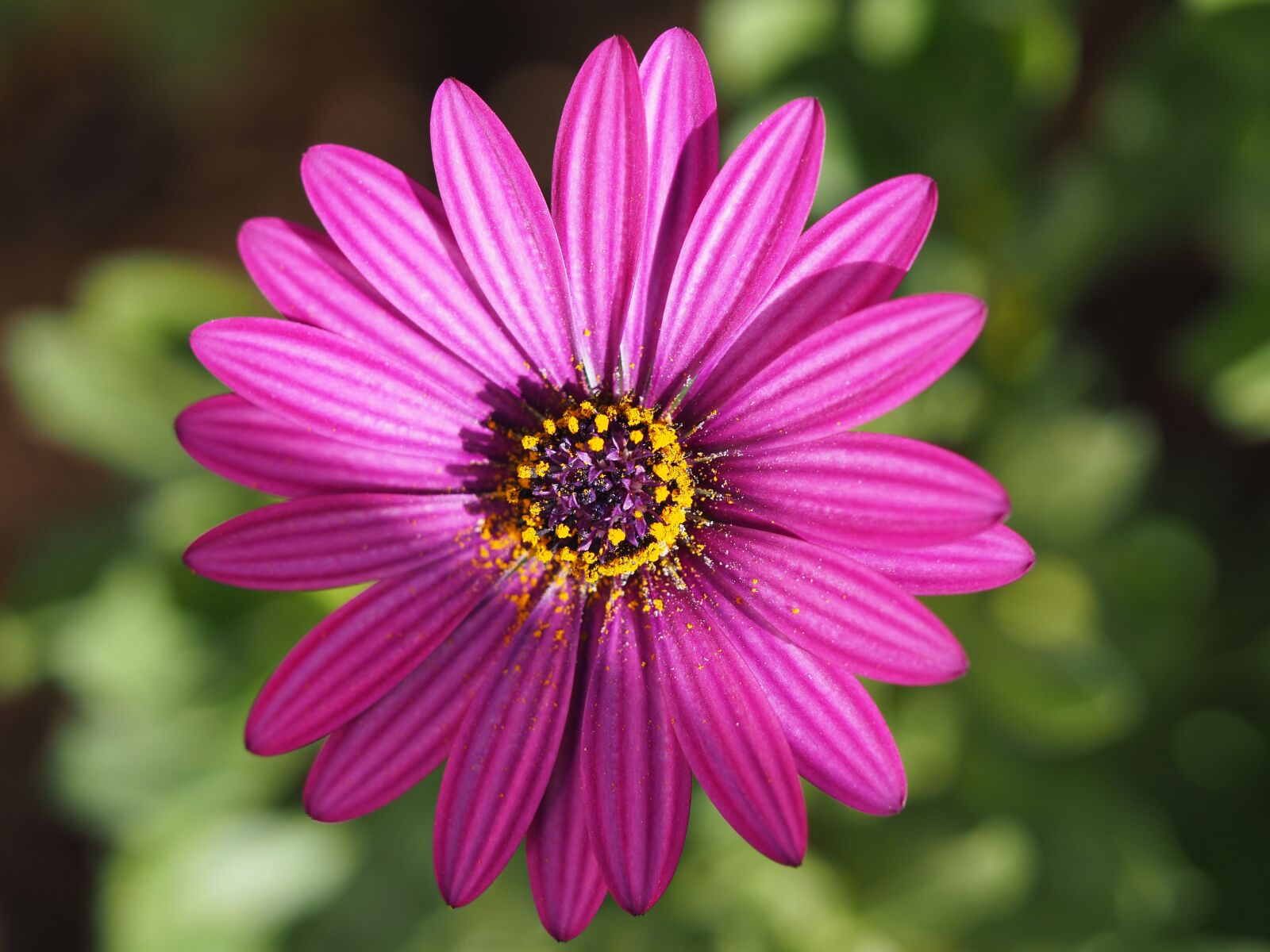 Olympus OM-D E-M10 II sample photo. Flower, petal, purple photography