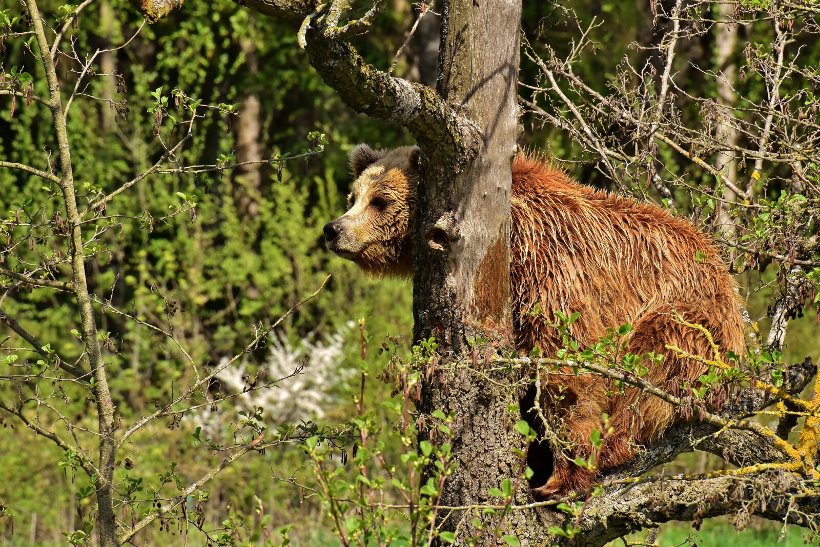 Nikon D7200 sample photo. European brown bear, tree photography