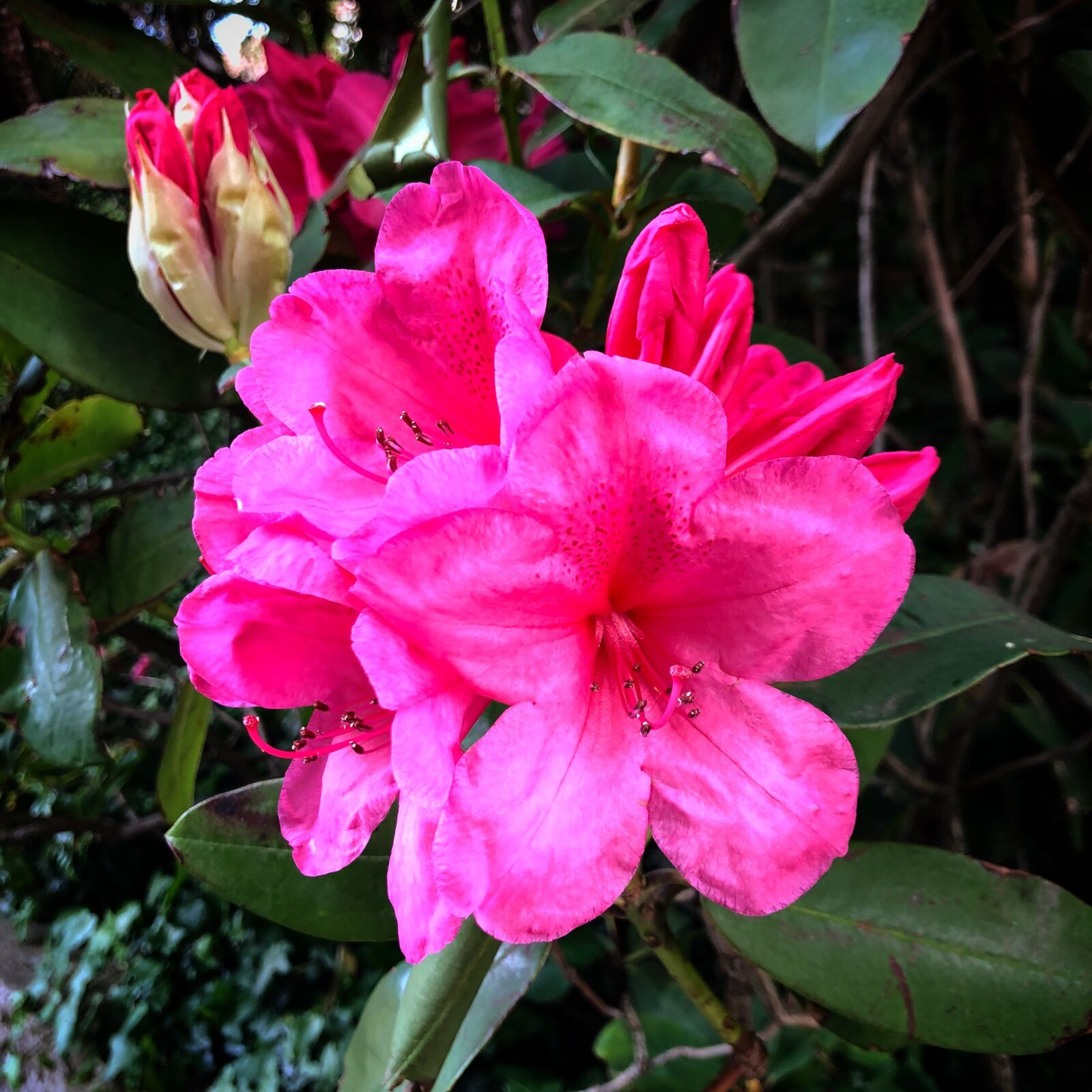 Apple iPhone 8 sample photo. Pink, flower, nature photography