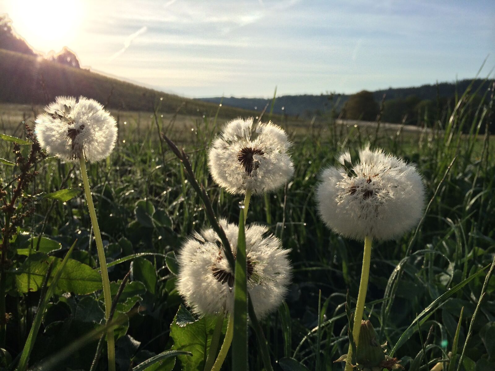 iPhone 5s back camera 4.12mm f/2.2 sample photo. Dandelion, flower, pointed flower photography