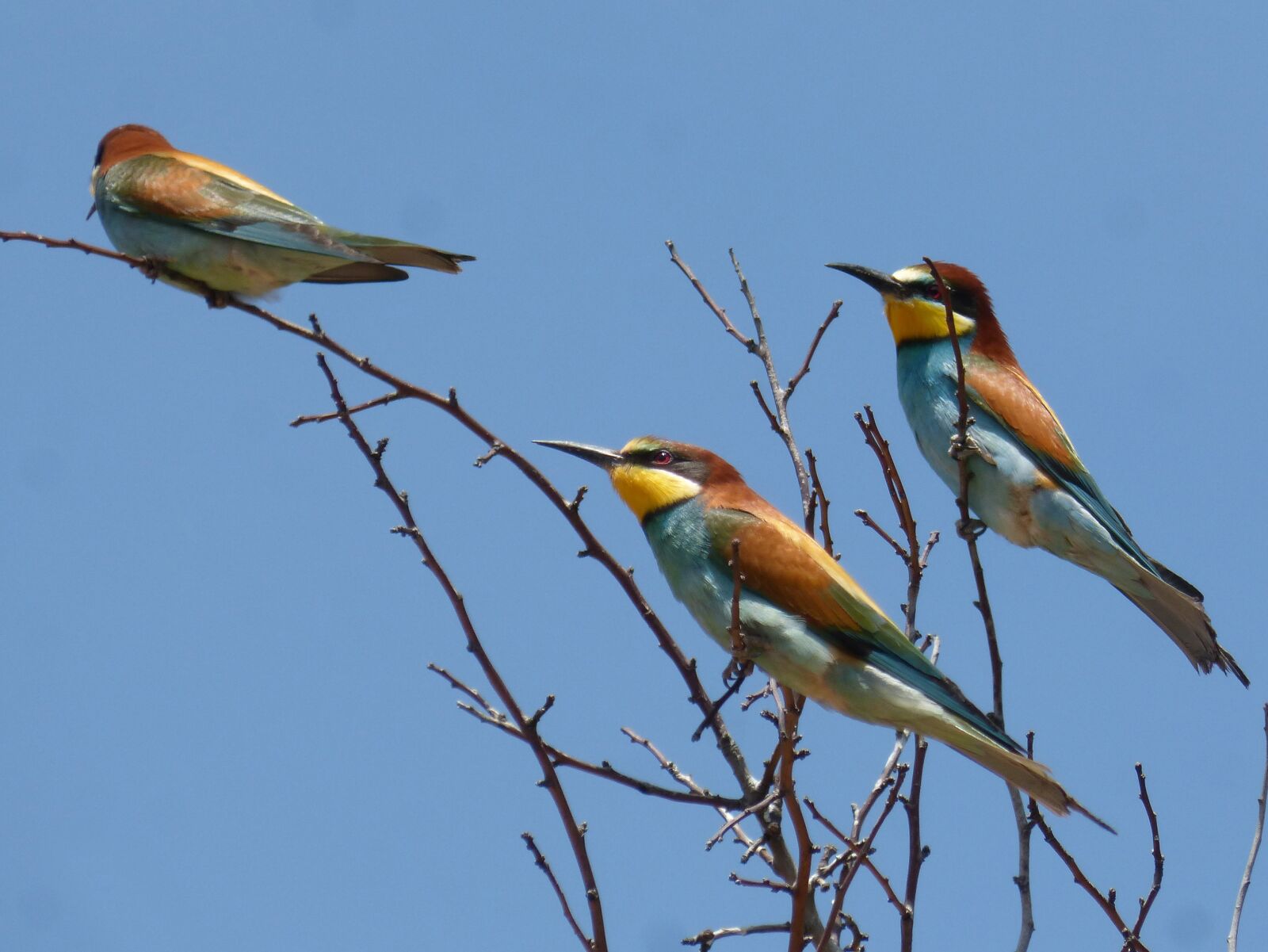 Panasonic DMC-FZ62 sample photo. Bee-eater, abellarol, trio photography
