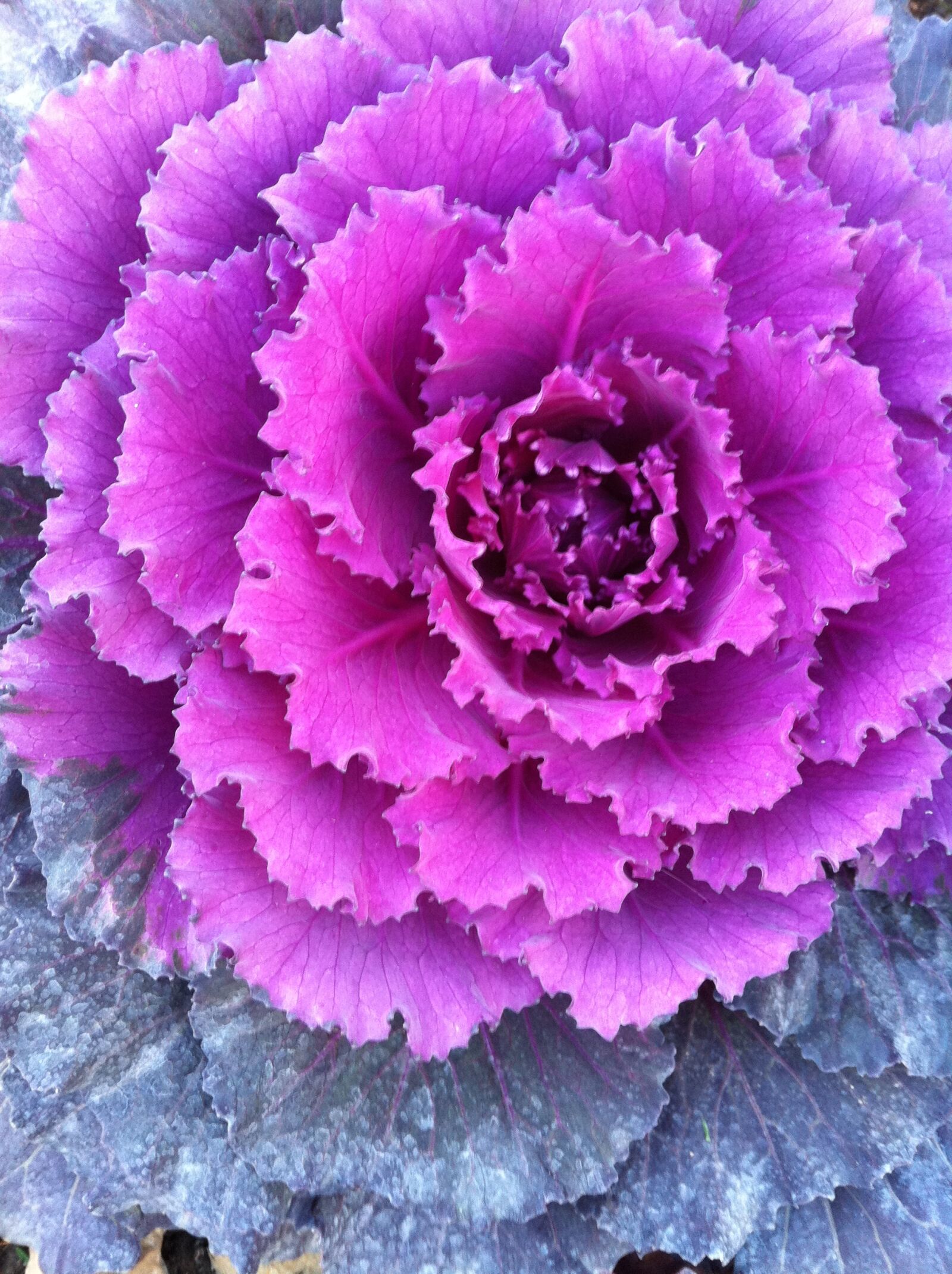 Apple iPhone 4 sample photo
