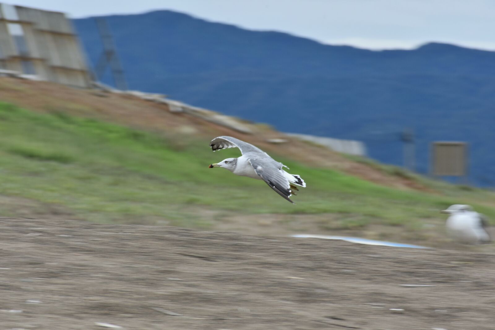 Nikon D7200 sample photo. Animal, sea, beach photography