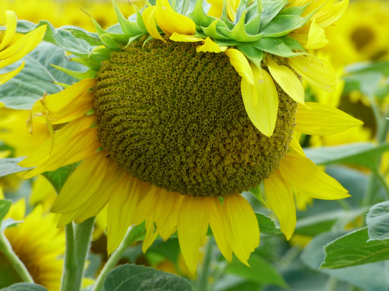 Panasonic DMC-FZ72 sample photo. Sunflower, flower, yellow photography