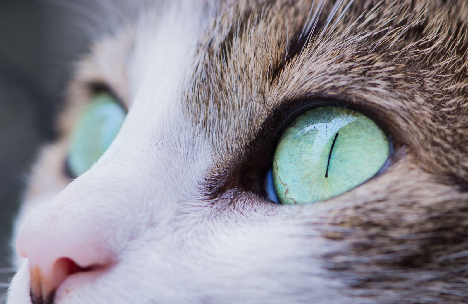Nikon D7100 sample photo. Animal, cat, close-up photography