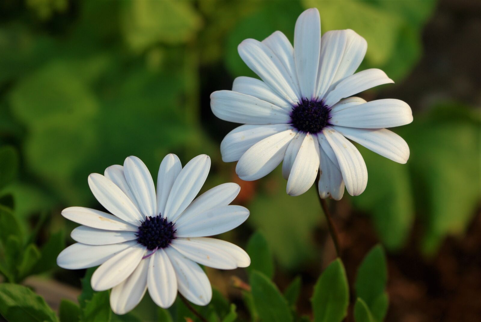 Pentax K-m (K2000) sample photo. Marguerite, flower, plant photography