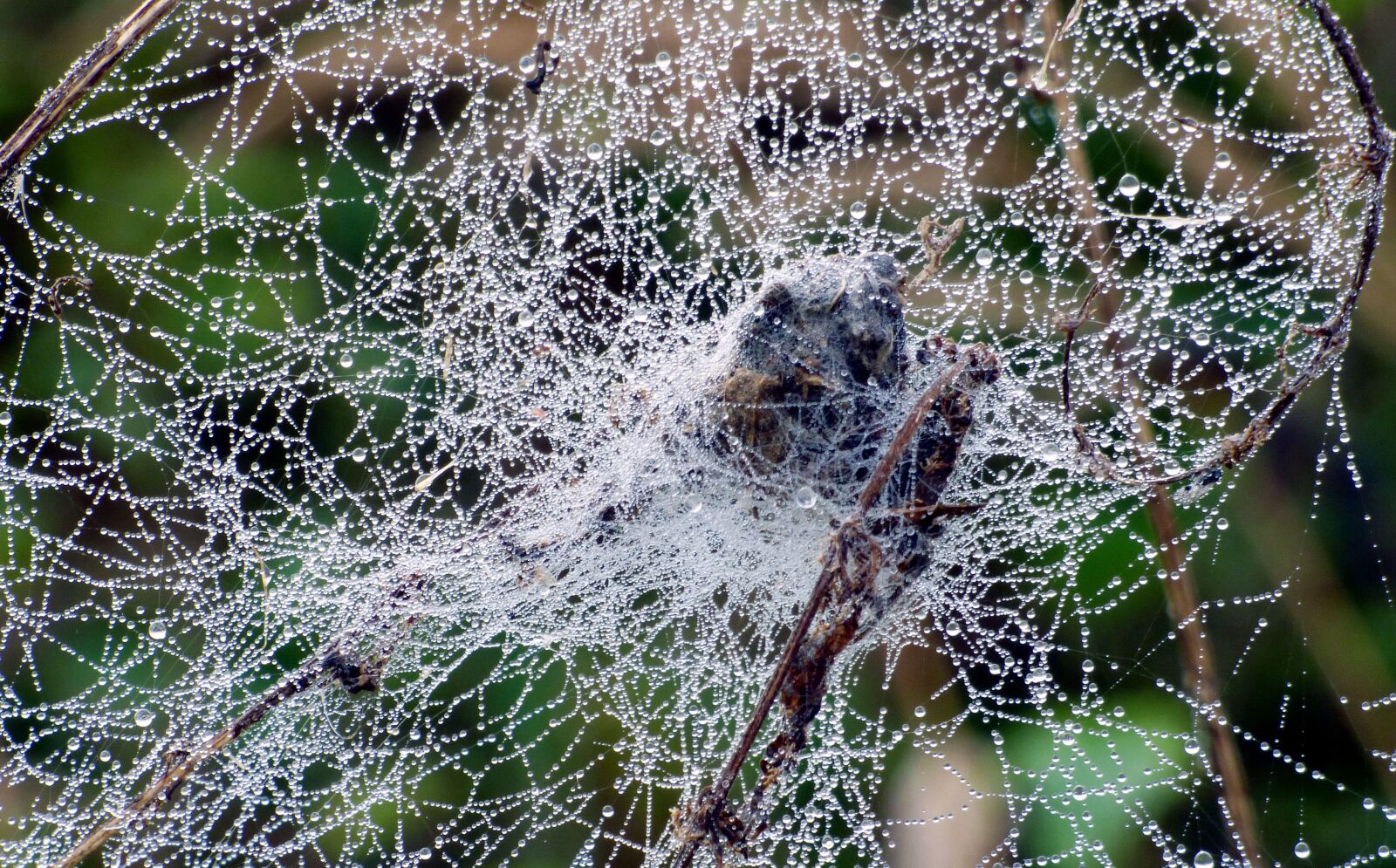Panasonic DMC-FZ72 sample photo. Canvas, spider, drops photography