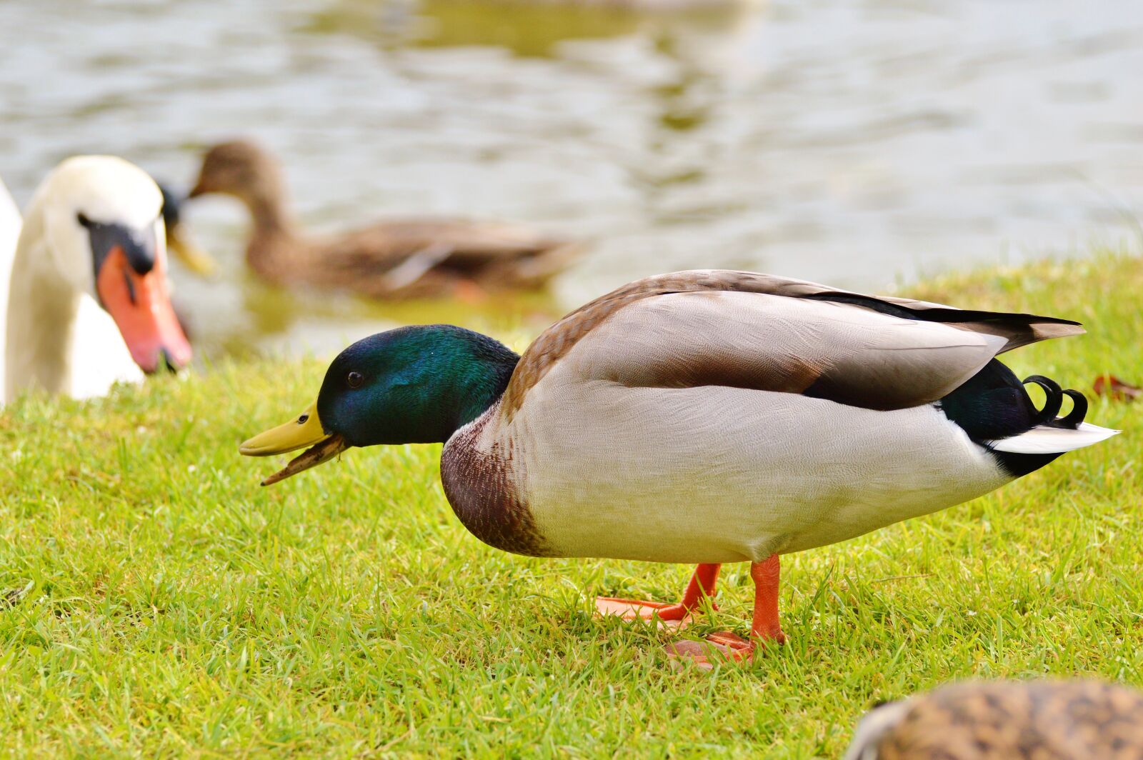 Nikon D3200 sample photo. Ducks, waterfowl, mallard photography