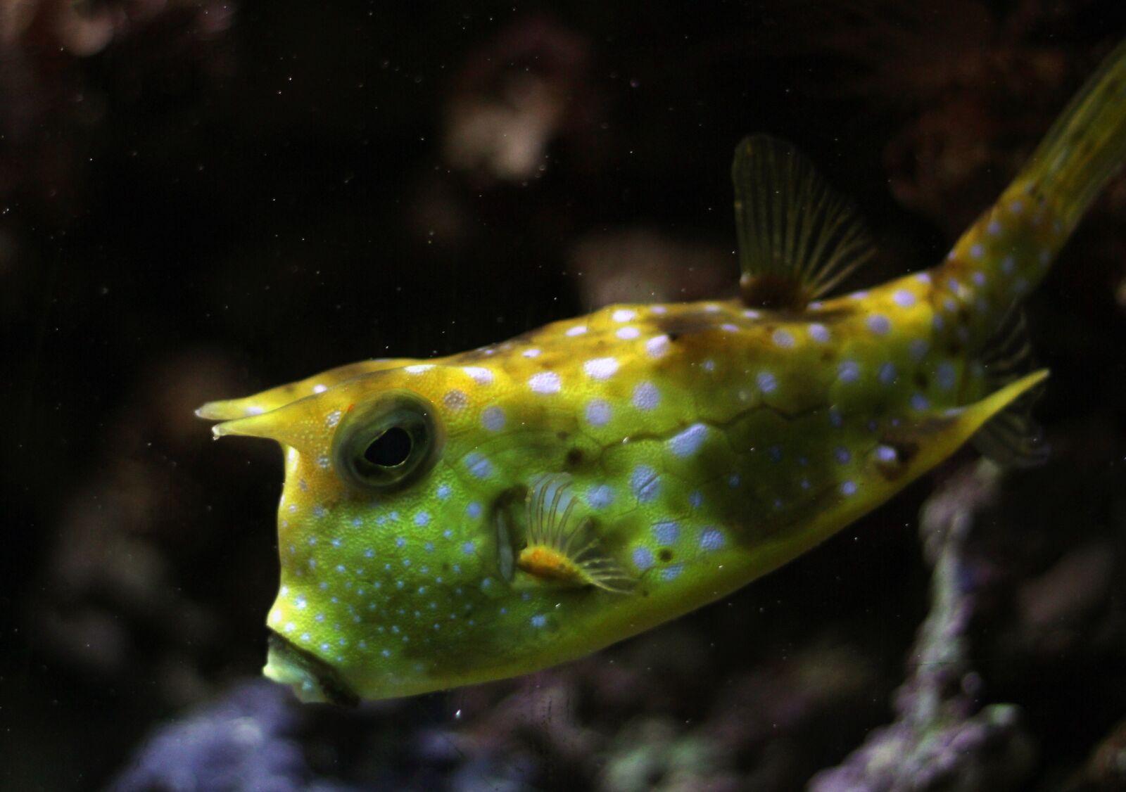 Canon EOS 550D (EOS Rebel T2i / EOS Kiss X4) sample photo. Kuhfisch, fish, underwater photography