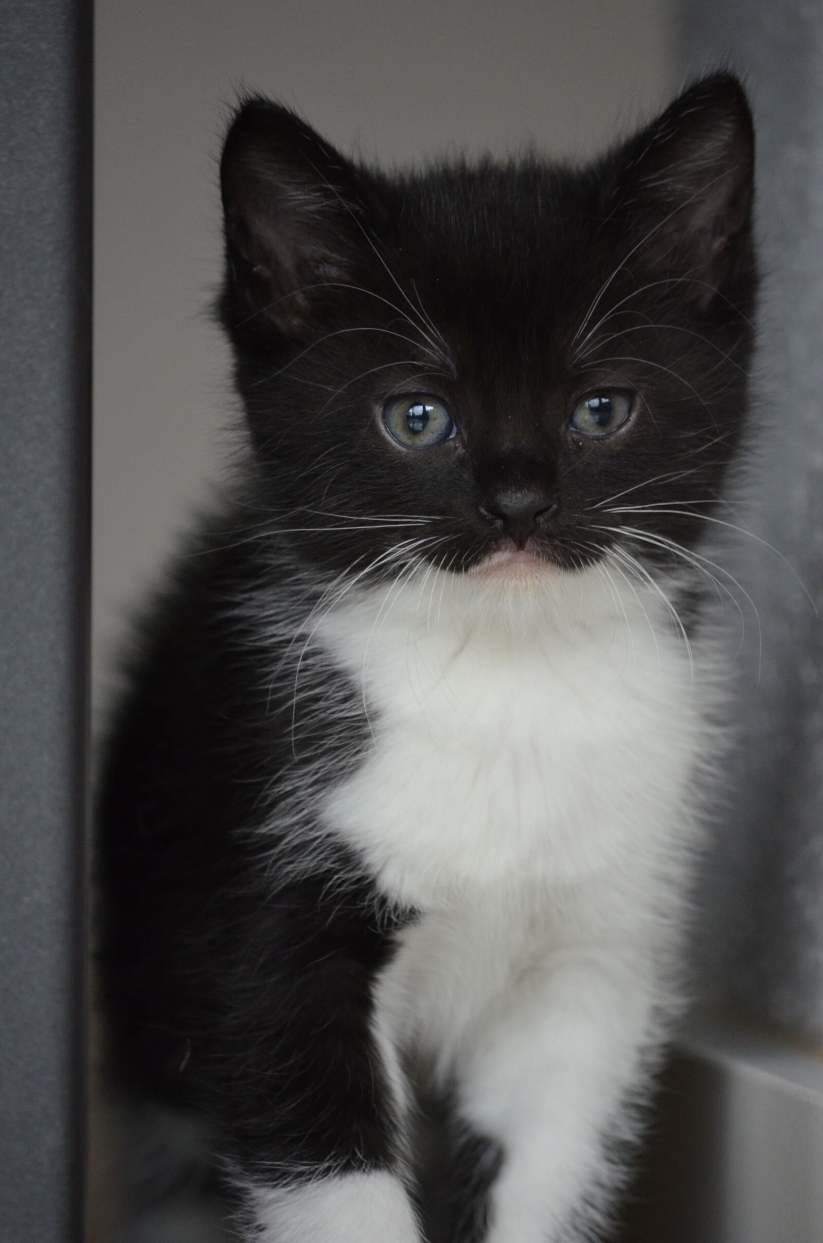 Nikon D5100 sample photo. Batman, cat, kitten photography