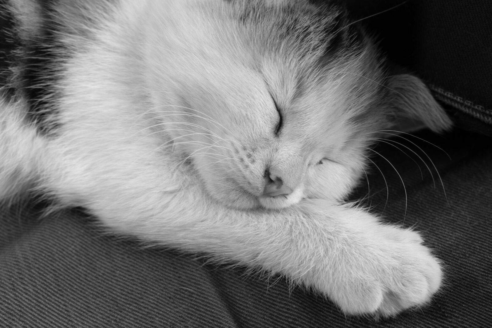 Nikon D3300 sample photo. Cat, sleep, cute photography