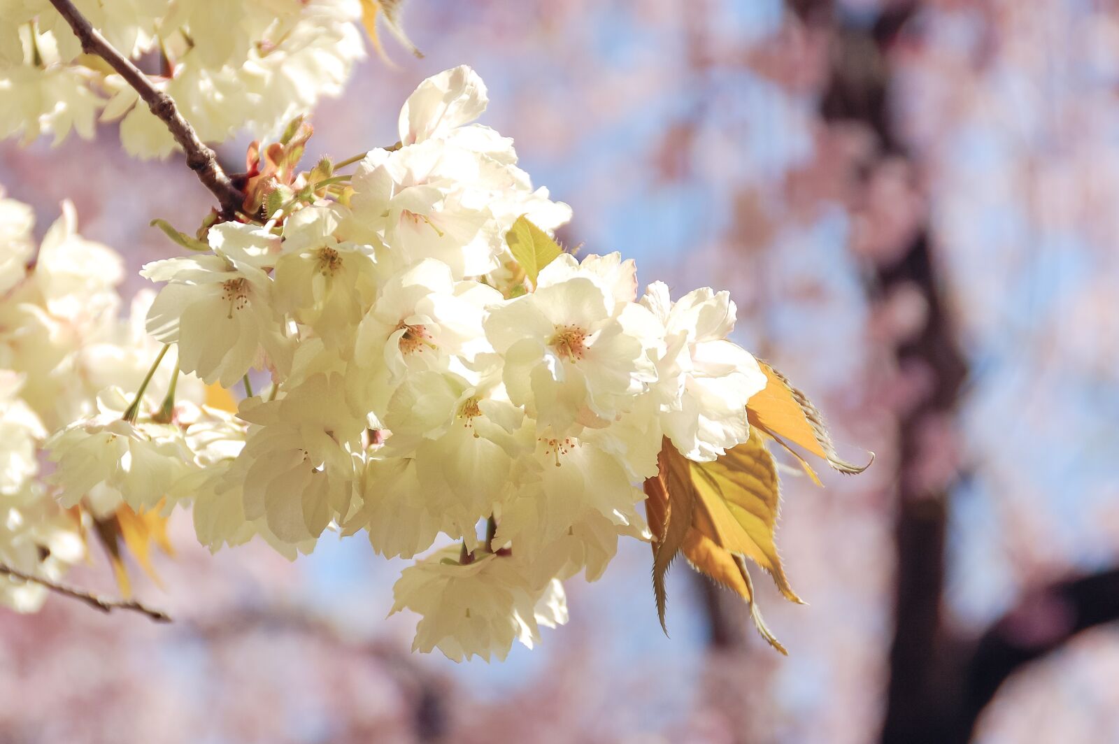 Nikon D40 sample photo. Natural, landscape, japan photography