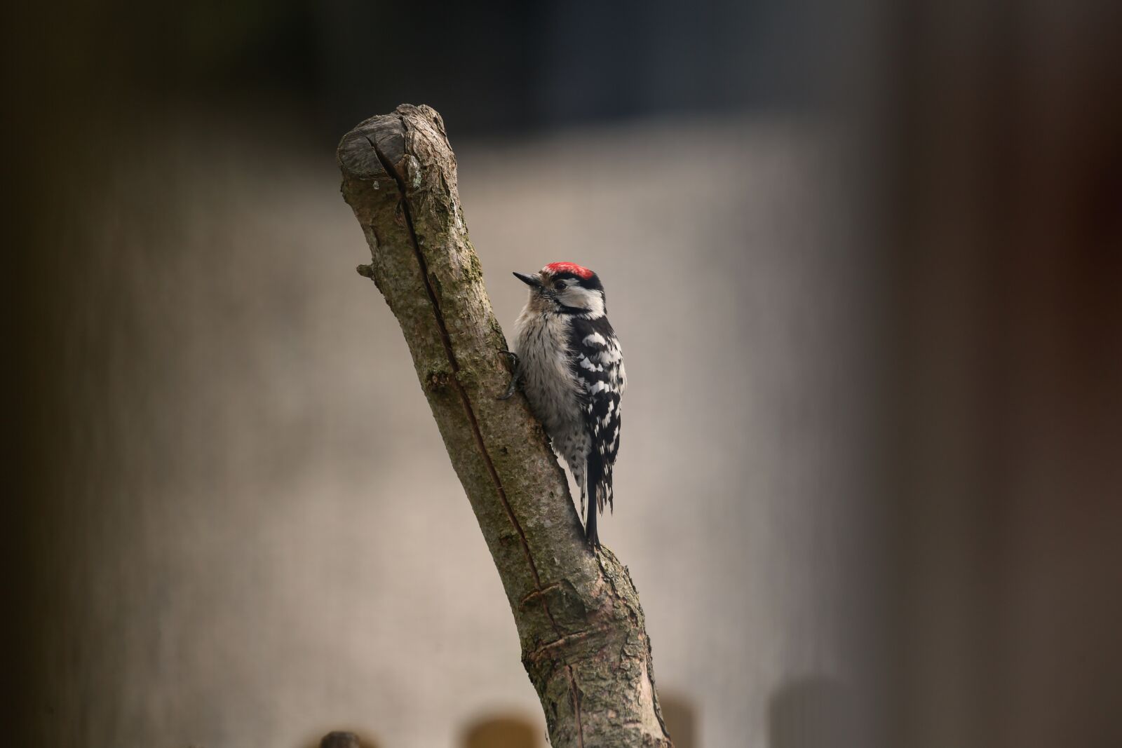 Canon EF 100-400mm F4.5-5.6L IS USM sample photo. Lesser spotted woodpecker, woodpecker photography
