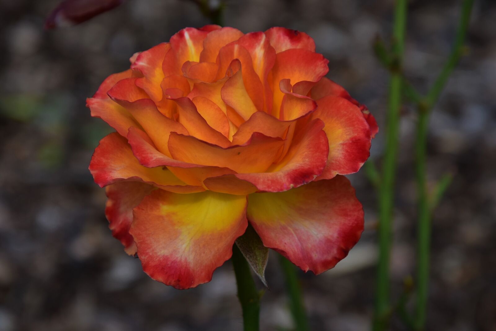Nikon D7200 sample photo. Rose, flower, flora photography
