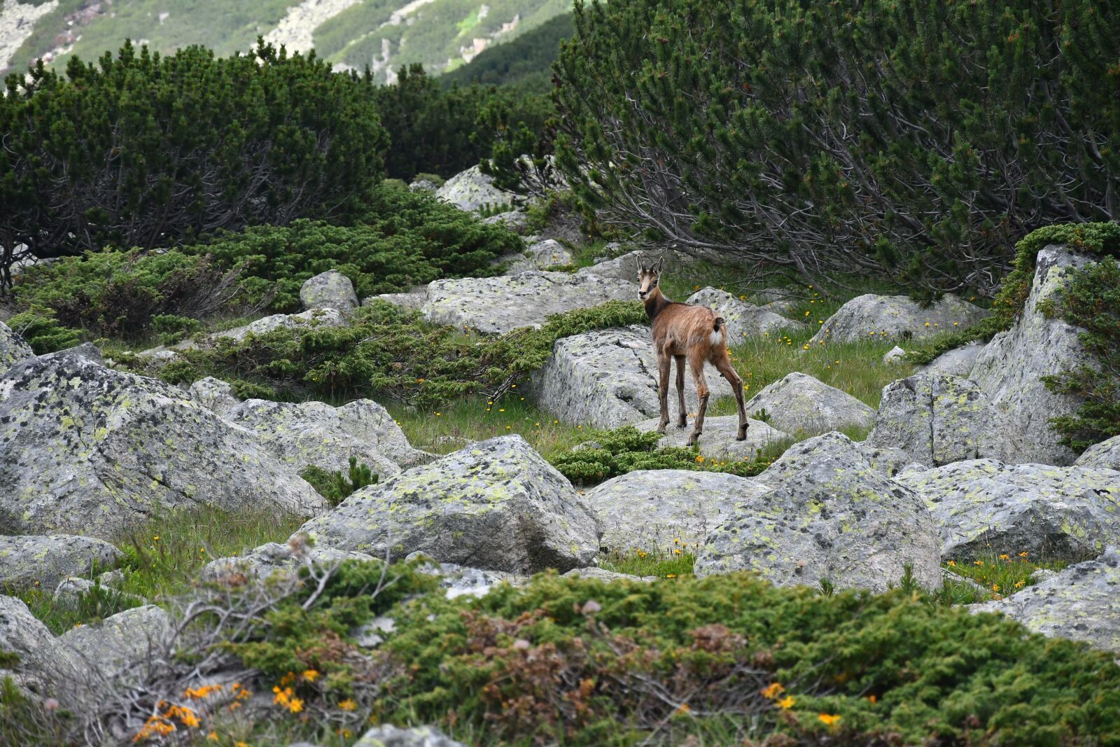 Nikon D500 sample photo. Nature, horns, goat photography