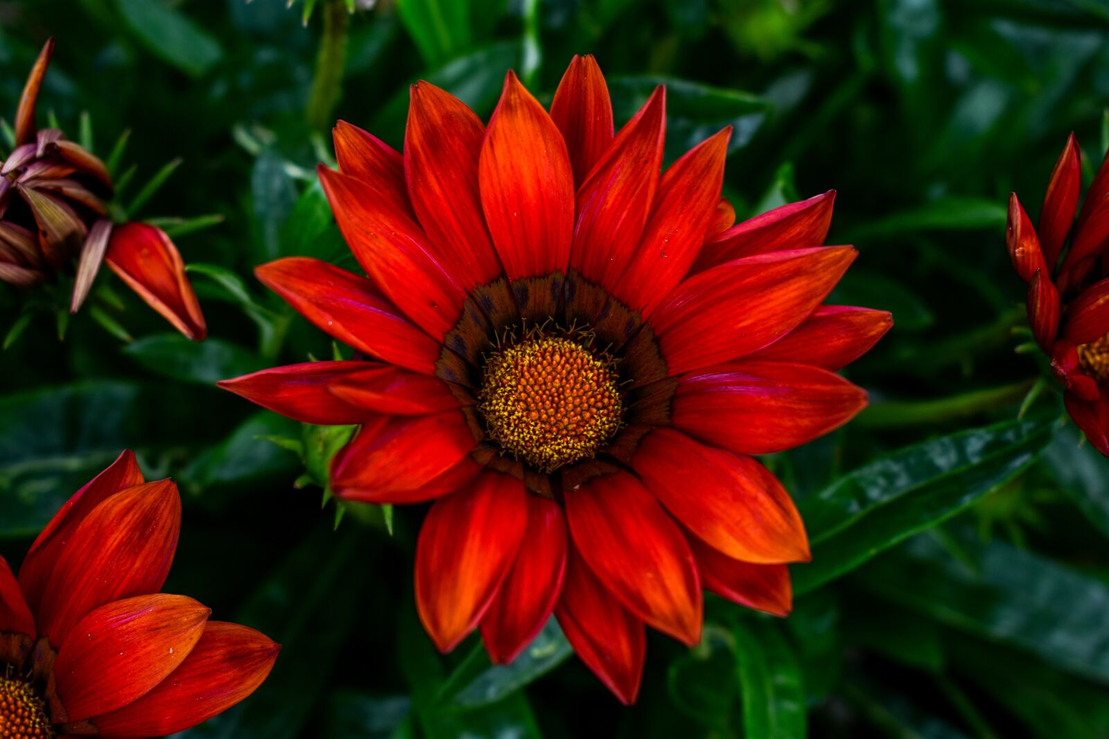 Nikon D3400 sample photo. Flower, plant, nature photography