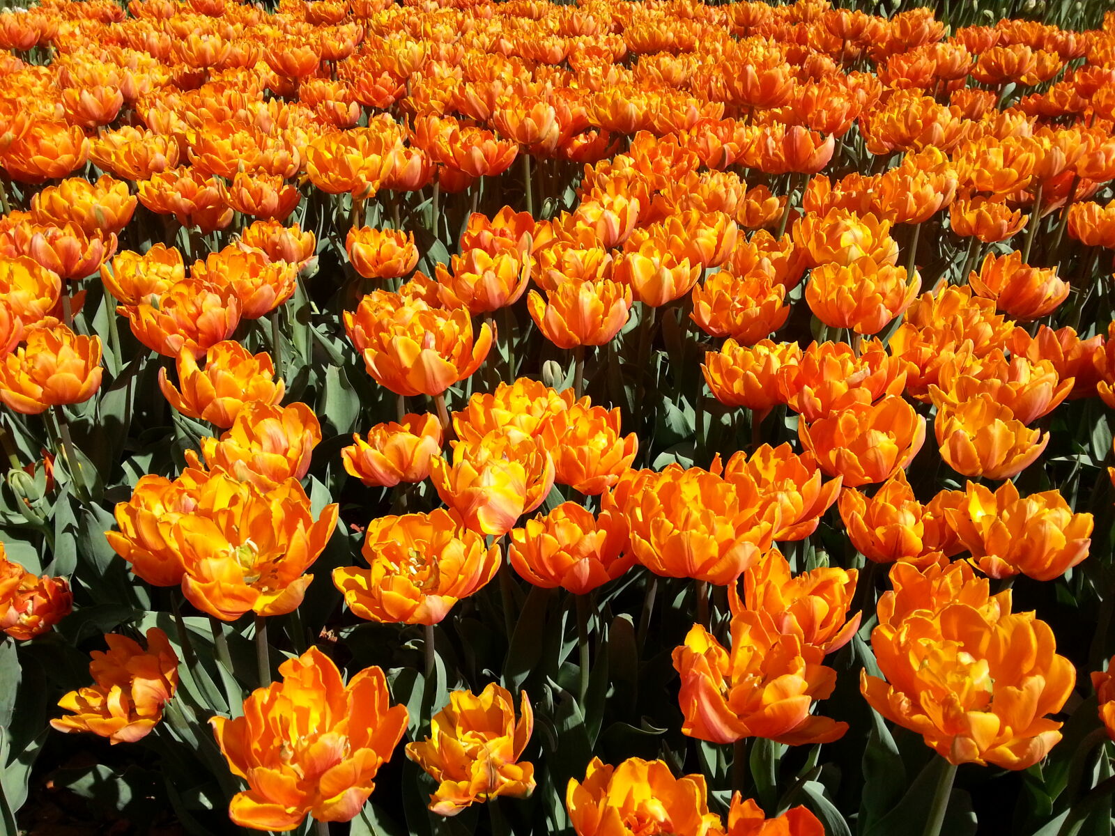Samsung Galaxy S3 sample photo. Spring, tulips photography