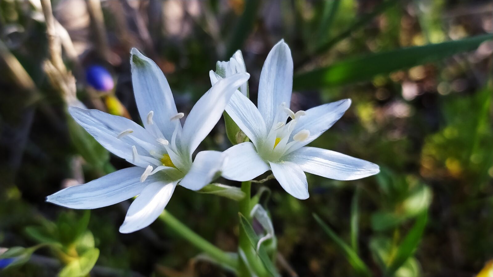 Xiaomi Redmi Note 8 sample photo. Flower, nature, rose photography