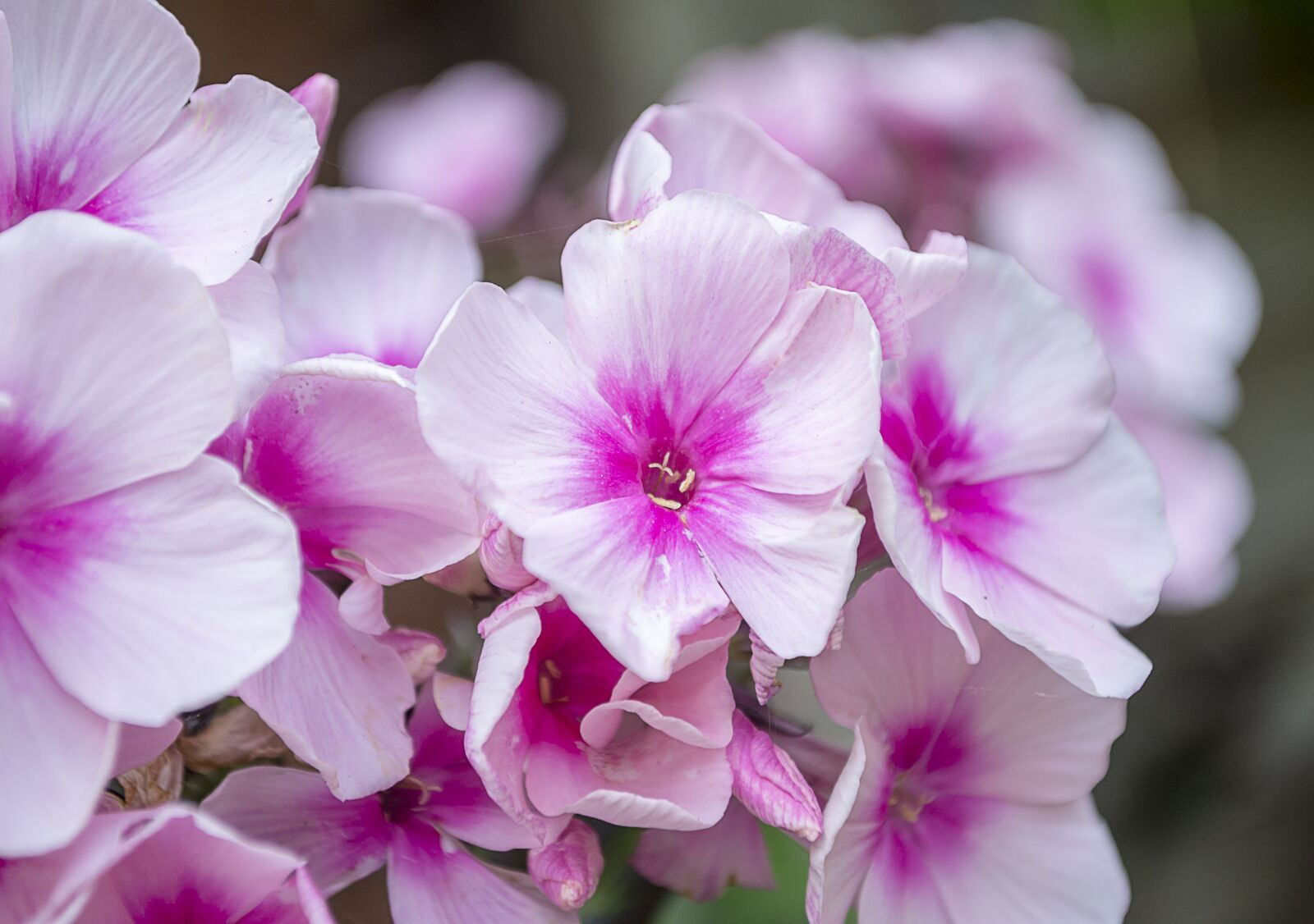 Nikon D7200 sample photo. Phlox, flowers, bloom photography