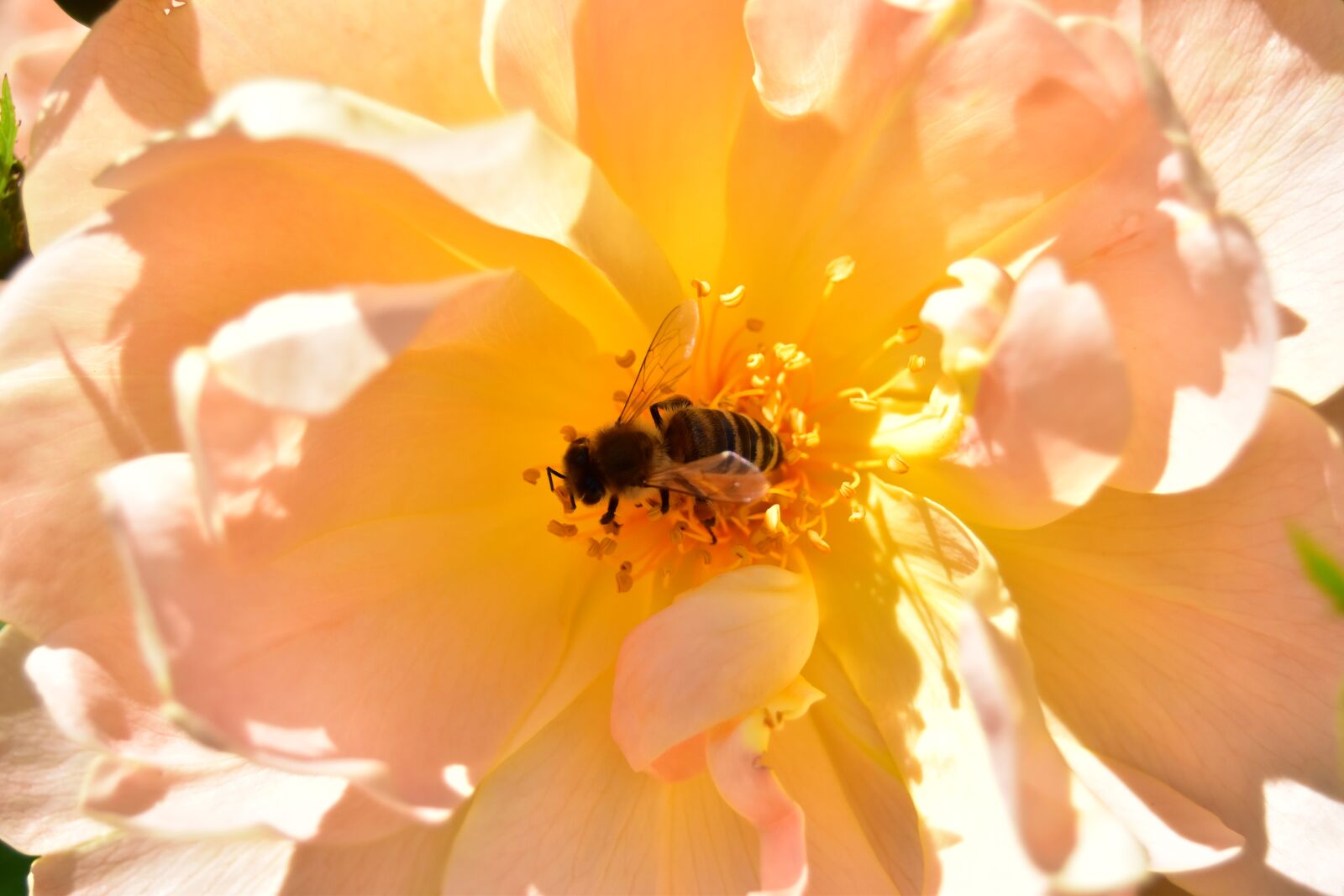 Nikon D5600 sample photo. Bee in rose, insect photography