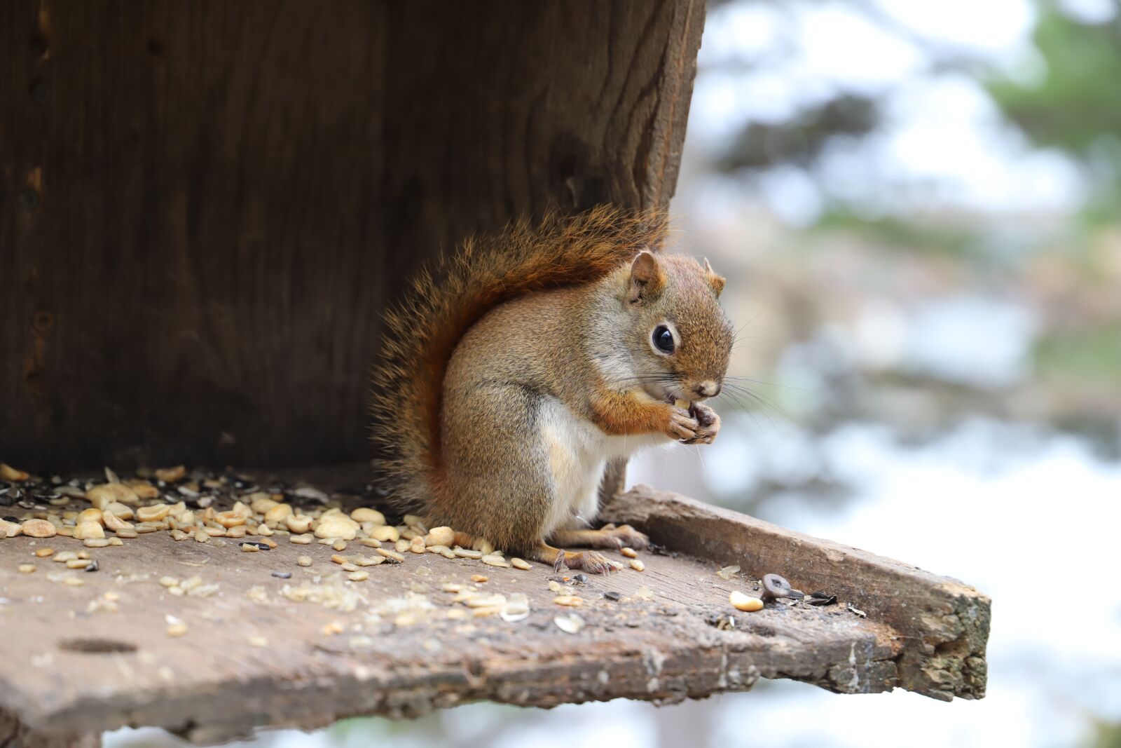 Canon EOS 6D Mark II sample photo. Mammal, cute, wood photography
