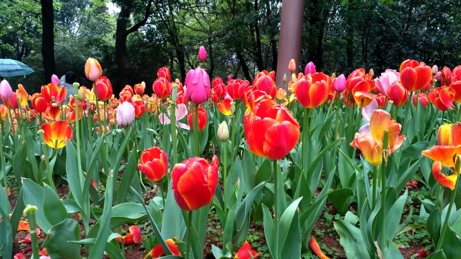 Xiaomi Redmi 3S sample photo. Flower, tulip, garden photography
