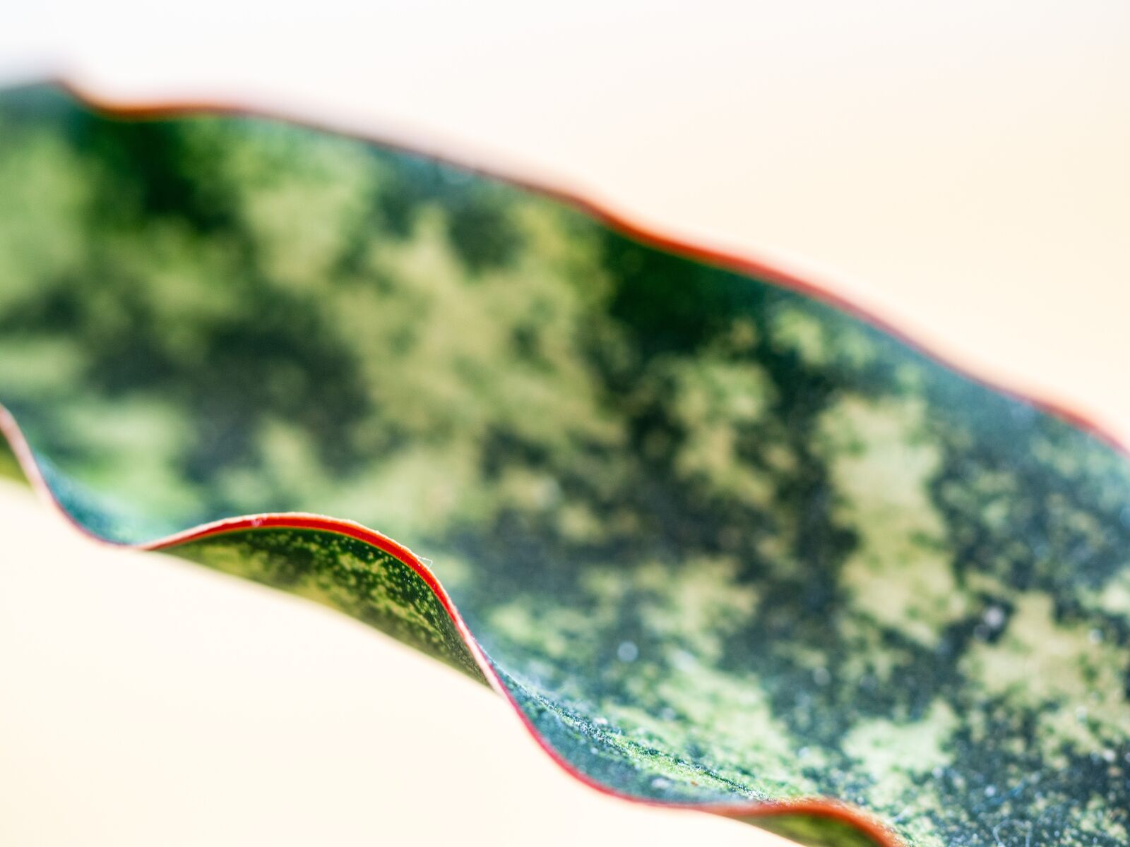 Olympus OM-D E-M10 III sample photo. Sheet, wavy, sansevieria photography