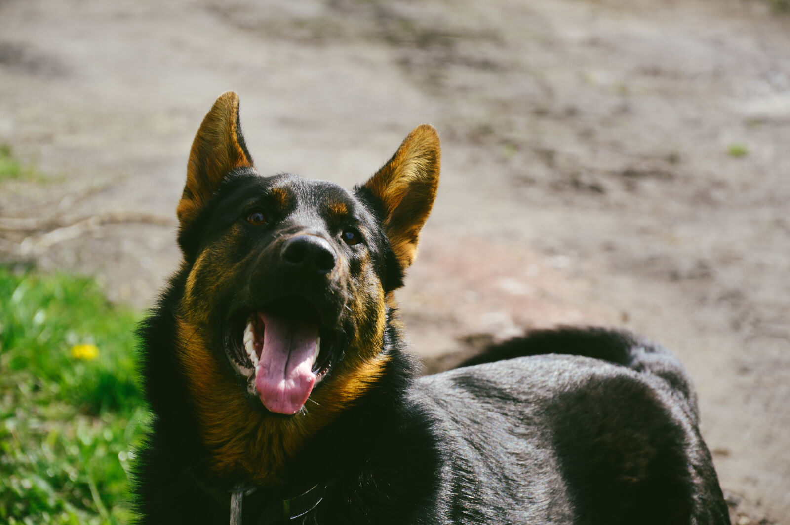 Nikon D3200 sample photo. Dog photography