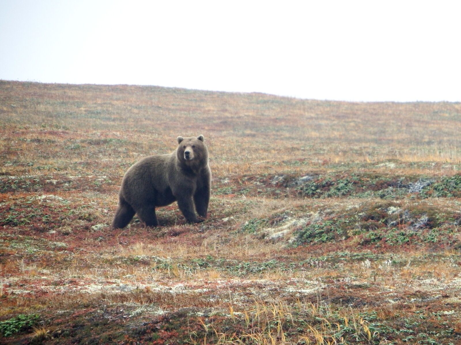 Fujifilm FinePix S1 sample photo. Bear, brown, predator photography