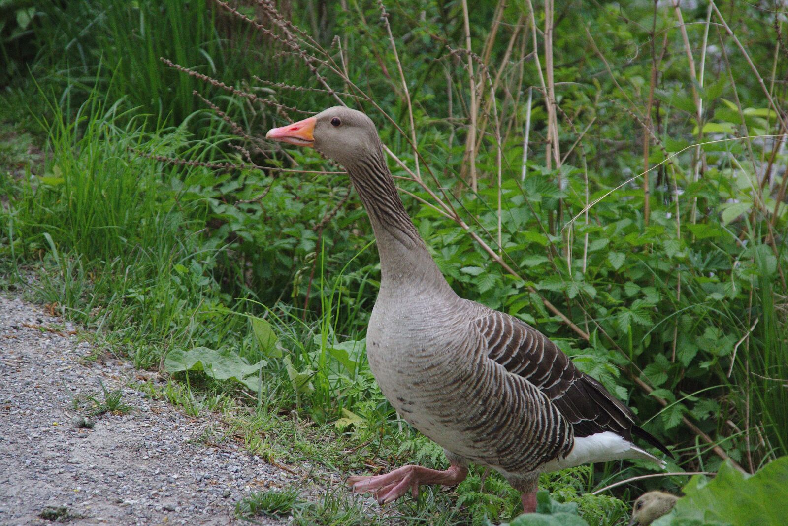 Canon EOS 750D (EOS Rebel T6i / EOS Kiss X8i) sample photo. Duck, water, plumage photography