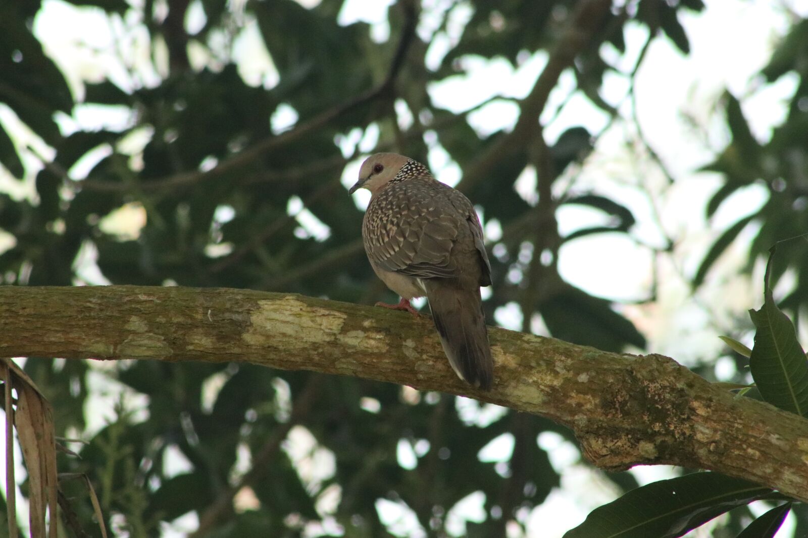 Canon EF75-300mm f/4-5.6 sample photo. Dove, mango tree, wood photography