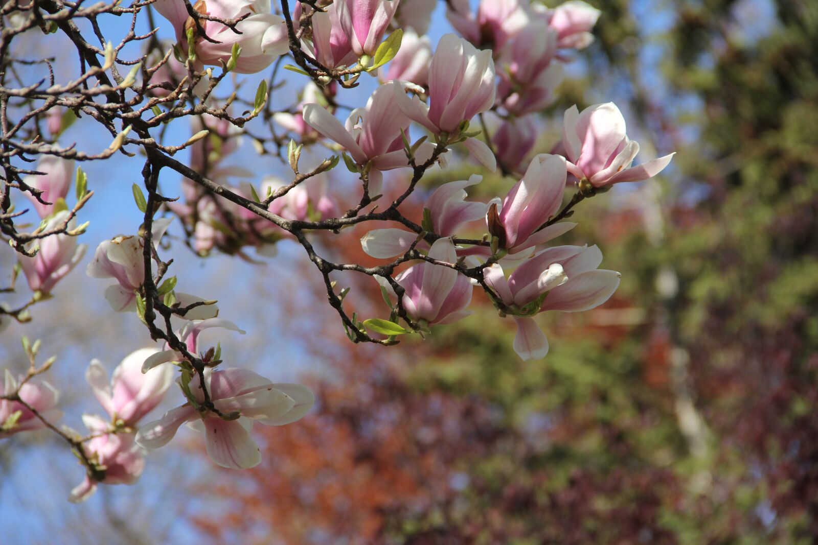 Canon EOS 60D sample photo. Flower, branch, tree photography