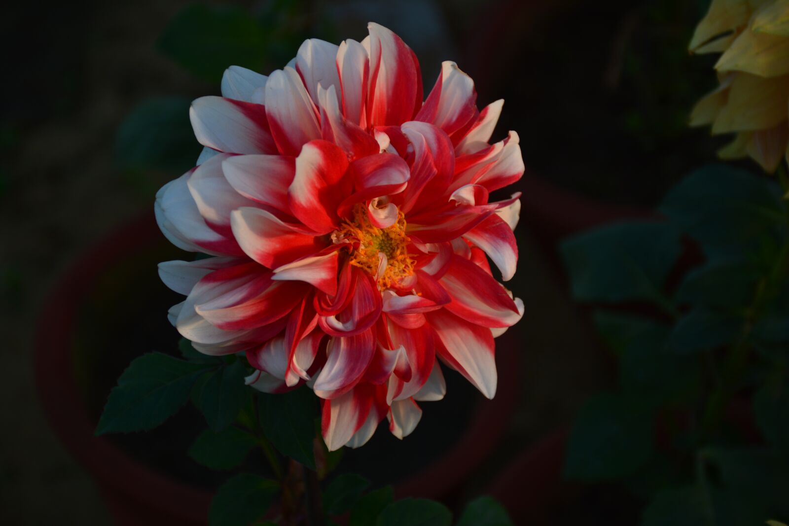Nikon D5200 sample photo. Flower, wallpaper, yellow lotus photography