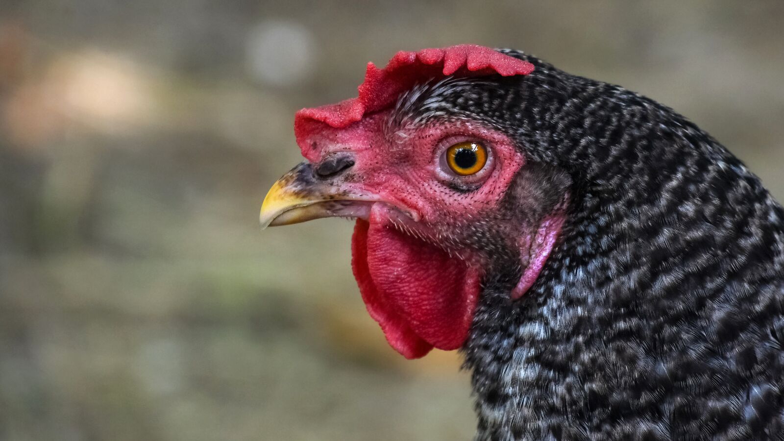 Nikon D500 sample photo. Hen, poultry, portrait photography
